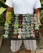 20 Assorted Rosette type Succulent Plants - 2 inch pot !! Great for wedding!!