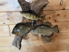 New Real Skin 3 Fish Mount Crappie Sunfish Perch Taxidermy  On Driftwood — photo 2