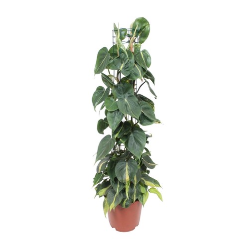 Philodendron Brasil ami des