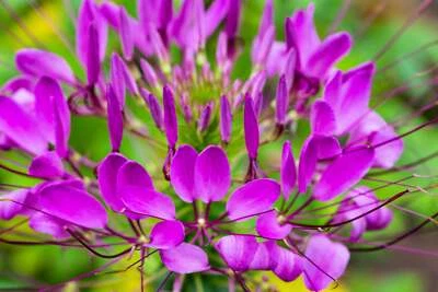 SEEDVILLE USA 100 VIOLET QUEEN CLEOME Hassleriana Cleome Spinosa Purple Spider Flower Seeds