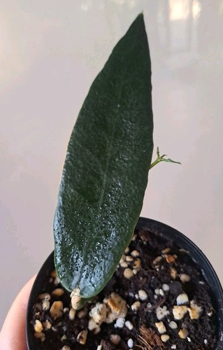 Hoya onhoides