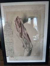 3 Framed Antique  Anatomy Lithographs by George Viner Ellis