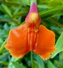 Epidendrum Species bambola arancione nuova orchidea Cattleya