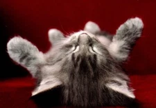 Napping Cat Kitten On Back Gray Tabby Blank Note Cards - Set of 4