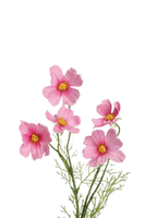 KüNstlicher Cosmea Zweig Rosa 65Cm Garten Kunstblumen Sommerdeko