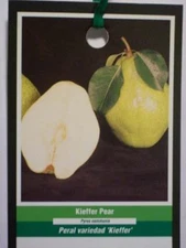 KIEFFER PEAR 4-6 FT  TREE PLANT SWEET JUICY PEARS FRUIT TREES PLANTS