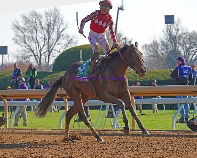COLOR PHOTO BC JUVENILE Filly - WONDER WHEEL