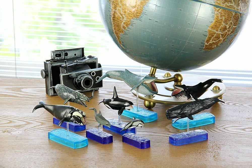 Colorata 3D Visual Dictionary Real Figure Box Marine Mammals