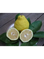 Citrus sulcata SAMBOKAN LEMON Sweetest Lemon Tree SEEDS!