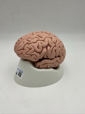 3B Scientific C18 Classic Human Brain Model, 5 part Anatomical Model