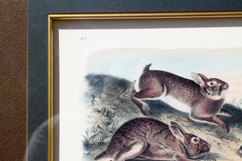 JJ AUDUBON "Grey Rabbit Old&Young" No 5 Plate 22 Printed by Nagel & Weingaertner - Picture 7 of 12