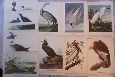 Audubon Bird Print Lot of 12 Egret Crane Condor Gull #241 - #262