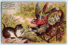 Advertising TRADE CARD AST Co Black Tip Shoes S D Wood & Co Lewiston ME Birds in