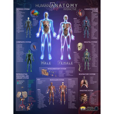 Popar Human Anatomy Interactive Smart Chart 858030003375 | eBay