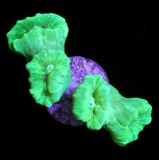 KRYPTONiTE NEON GREEN CANDY CANE CORAL 1-2 Head Frags
