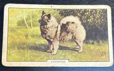 Gallaher Cigarette Card - Dogs, Second Series, 1938 - No. 46, Keeshond