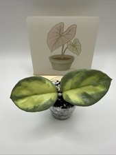 Hoya Argentea Princess Unrooted Cutting Indoor House Plant UK