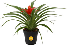 Costa Farms Bromeliad, Live Indoor Plant, Easy Care, Home Decor