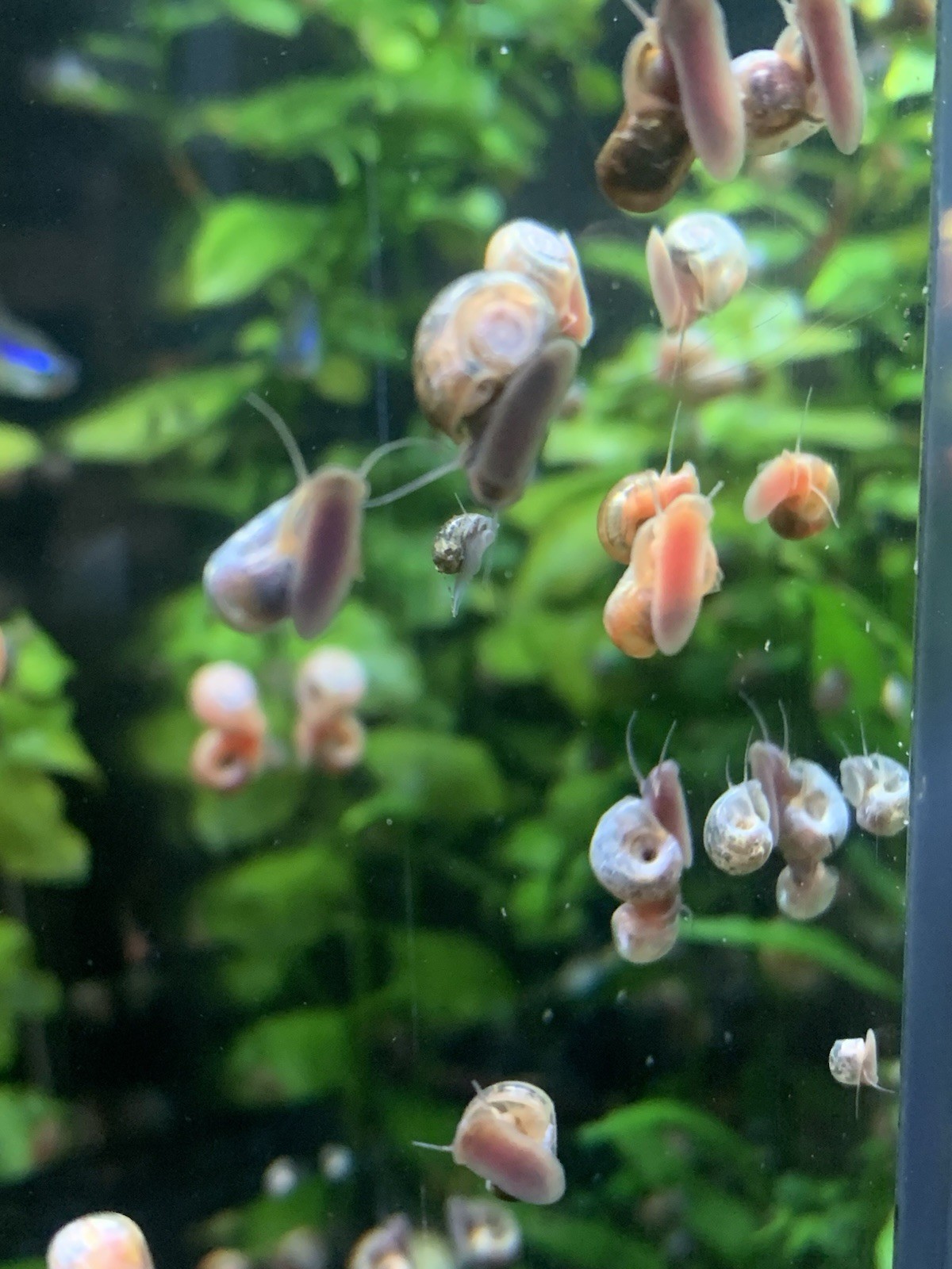 20 + 5 FREE Live Aquarium & Pond Snails Freshwater ( RAMSHORN ) Plus Stems Plant