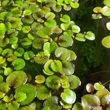 AMAZON FROGBIT Floating Live Aquarium Plants Pond Betta Natural Filtration