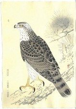 Fukuda Suiko "Hawk" Japanese Woodblock Print Taisho Echizen Washi Ukiyo-e Art