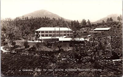 Tea Estate Showing Factory Buildings, Ceylon British Colonial View Postcard