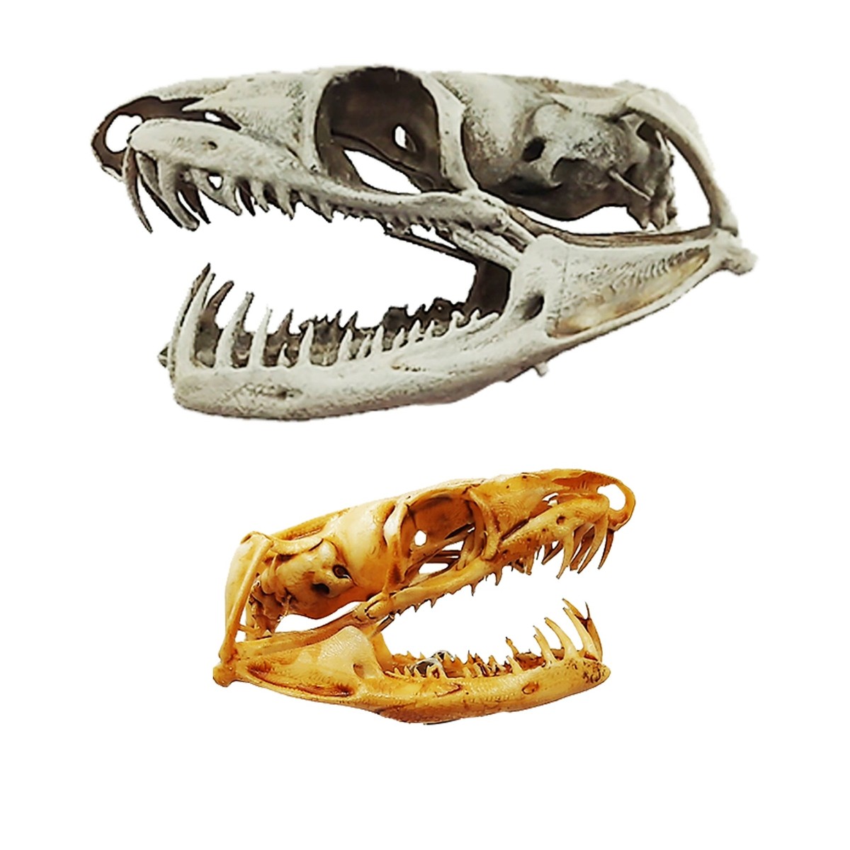 Emerald Tree Boa Snake Skull Replica 1:3 Scale art craft miniature