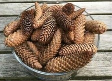 500 Spruce Pine Cones For Art/craft/seasonal Projects/Xmas decoration