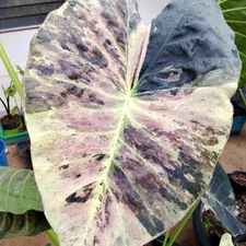 Colocasia Live Bulb Gold Leaf Tuber New Hybrid Free Phytosanitary Certificate