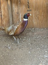 Ringneck Pheasant Fertile Hatching Eggs 6 Pack
