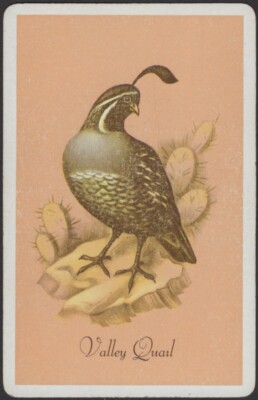Playing Cards 1 Single Card Old Vintage Named * VALLEY QUAIL * Bird Art Picture 