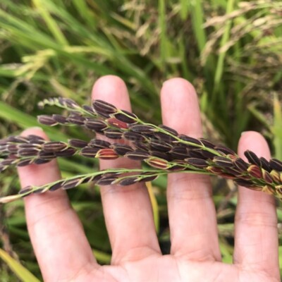 Black rice seёds, 100 organic seёds Zizania latifolia SW58 +TRACK