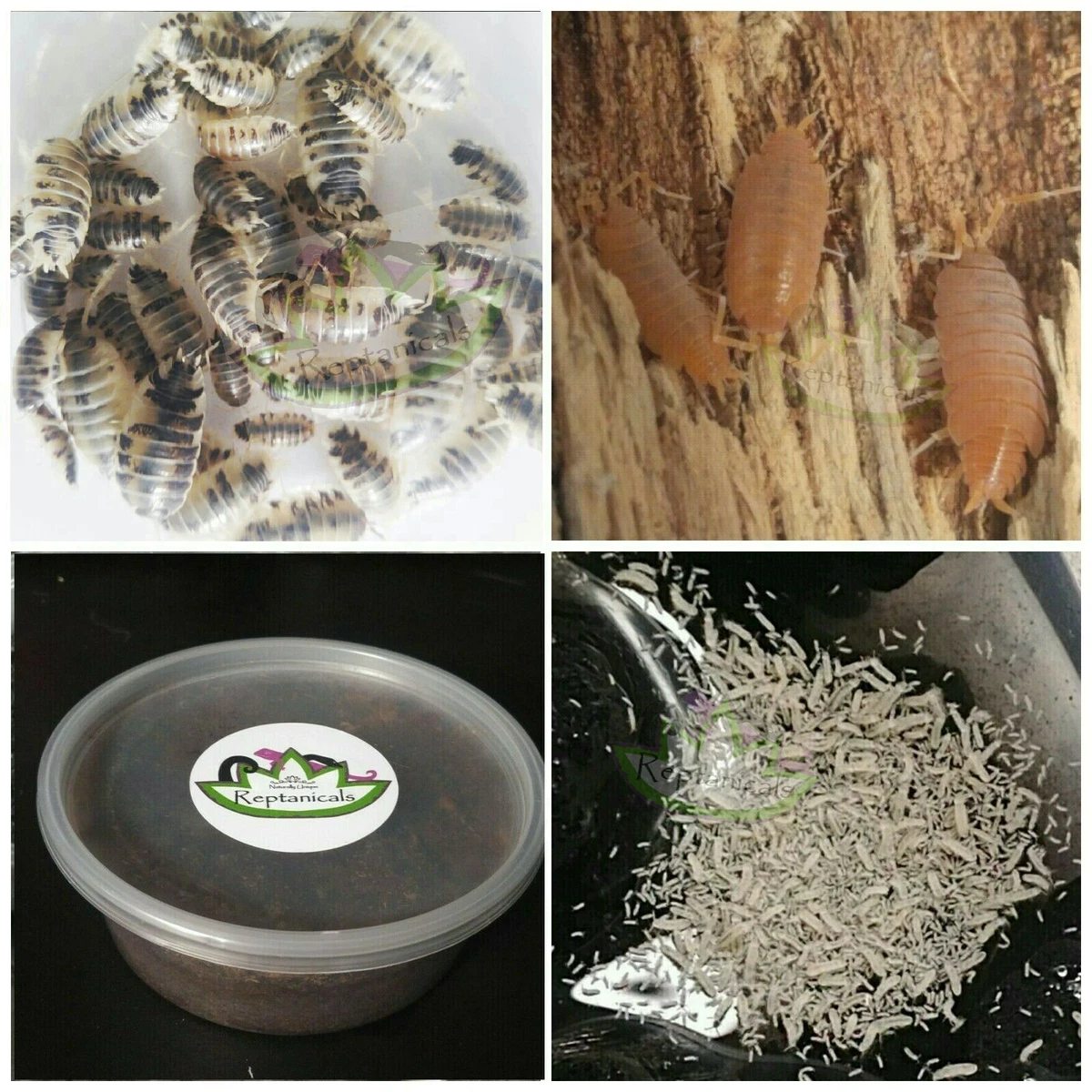 20+ Dairy Cow Isopods Care MurrayGerry