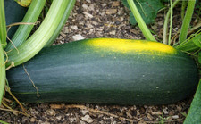 25 Graines De Courgette verte Bio