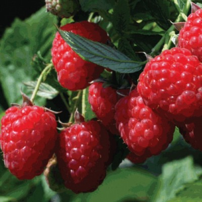 4 oz Candle Scent Oil-RASPBERRY