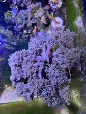 Live Pom Pom Pulsing Xenia coral frag