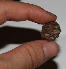 Metasequoia PINE CONE - Dinosaur Age Hell Creek Cretaceous - Nice mini Specimen