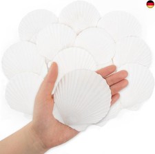 SKOOLOVE 16 Stück Weiße Jakobsmuscheln Natürliches Muscheln Deko Muschel Schale 