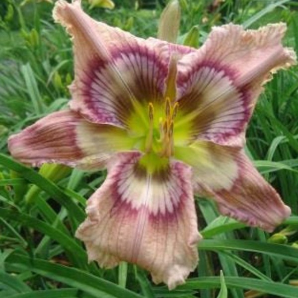 Daylily Nothin' but Net ! CHARITY AUCTION!