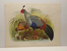 Daniel G. Elliott Siamese Crested Fireback Vintage Lithograph Art Print