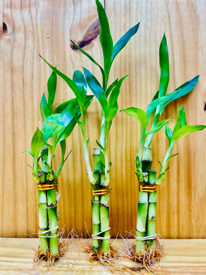 variegated money plant Money Plant (Variegated)  Mudfingers