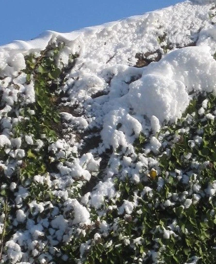 ♫ LIERRE Commun 'Baltica' -Hedera helix ♫ Graines ♫ Plante Ornementale Grimpante - Photo 2/3
