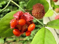 15 EASTERN WAHOO SEEEDS - Euonymus americanus