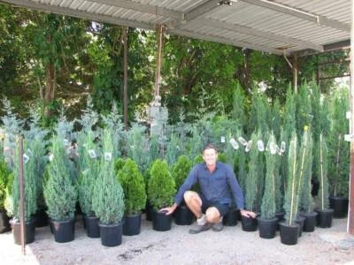 King Of Conifers Pencil Pines Spartans Leighton Greens Trees Plants Gumtree Australia Gold Coast South Mudgeeraba 1161081236