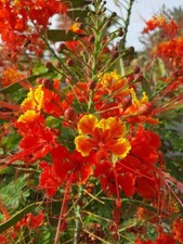 Orgoglio Di Barbados - Caesalpinia Pulcherrima - 50 Semi Seeds Freschi