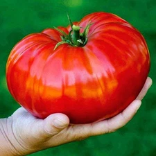- 40+ Seeds Giant Beefsteak Tomato - Vegetable Red