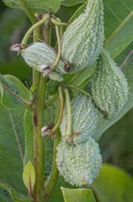 30 Bulk Common Milkweed Pods w/Seeds Asclepias syriaca Help Monarch Butterflies