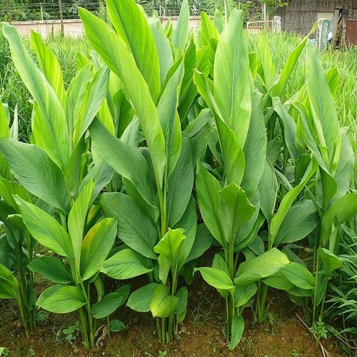 5+ frische Kurkuma-Wurzelpflanze (Kurkuma Longa) lebende Rhizome für pflanzfertig - Bild 4 von 5