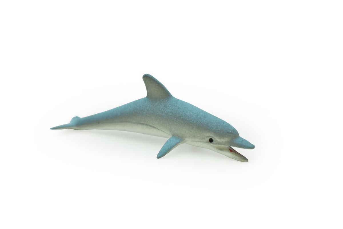 小物 Dolphinsohp 6012256-81169151-12192024-