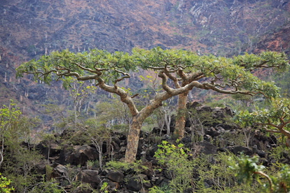 Frankincense Tree